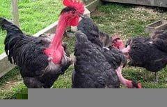 Salah satu kebiasaan buruk investor saham yang sering terjadi mirip dengan kisah ayam kalkun