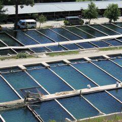 Sub sektor perikanan BEI (kode JASICA 14)