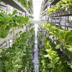 sub-sektor-pertanian-lainnya-bei