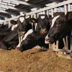 Sub sektor peternakan BEI (kode JASICA 13)