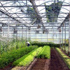 sub-sektor-tanaman-pangan-bei