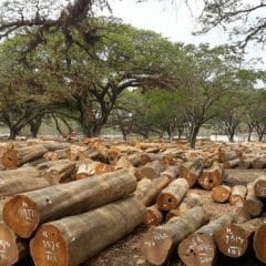 Saham sektor B151 (Kayu) IDX-Industrial Classification